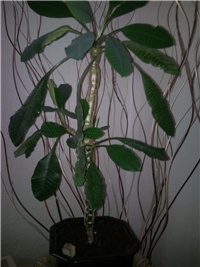 89a31c8d-euphorbia leuconeura.jpg